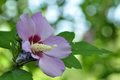 Hibiscus syria&hellip;