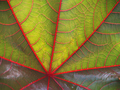 Ricinus commun&hellip;