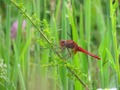 Crocothemis er&hellip;