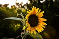 kad sunce zađe&hellip;