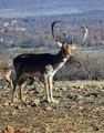 Prika marendaj&hellip;