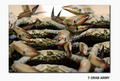 fishmarket Sha&hellip;