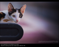 stray cat blues