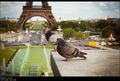 pariski "&hellip;