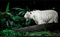 Panthera Tigri&hellip;
