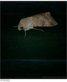 moljac, noctur&hellip;