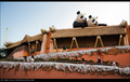 Asian animals &hellip;