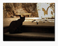 cool cat, rovi&hellip;