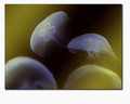 meduza sa 4 li&hellip;