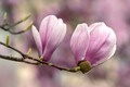 Magnolije