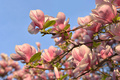 Magnolije