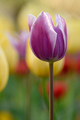 Tulipan