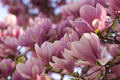Magnolije u pr&hellip;
