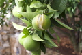 Vitamin C expl&hellip;