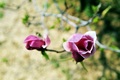 magnolije
