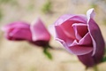 magnolije2