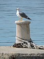 galeb sa  4 no&hellip;