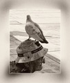.../davni/ por&hellip;