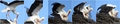 ... baila ... &hellip;