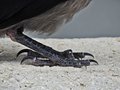 prigoda koja s&hellip;