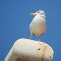 a vitar puše (&hellip;