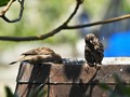 i vrapci vole &hellip;