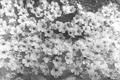 citostratusi .&hellip;