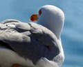 i to je galeb &hellip;