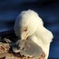 i to je galeb &hellip;