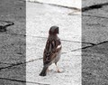 kaštelanski st&hellip;