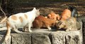 gradske mice (&hellip;