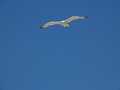 liberooo...vog&hellip;