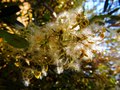 Clematis vital&hellip;