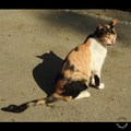 gradske mice (&hellip;