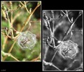 promjera oko 2&hellip;
