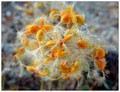 kraške biljke &hellip;