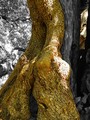 ... (maslina) &hellip;
