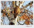autumn wallpap&hellip;