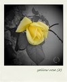 polaroid ruža &hellip;