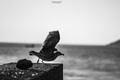 Galeb i more