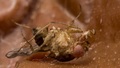 the mites are &hellip;