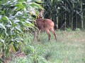 Ipak mene netk&hellip;
