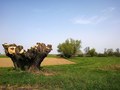 Panj ostavljen&hellip;