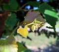 green leavs of&hellip;
