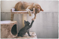 mala Nala i ve&hellip;