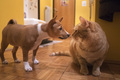 Nandi i Ginger&hellip;
