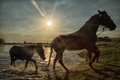 Magic horses I&hellip;