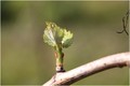 I vinograd kre&hellip;
