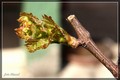 Otvaranj pupa &hellip;
