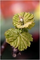 mladica vinove&hellip;